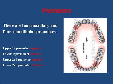 Maxillary premolars