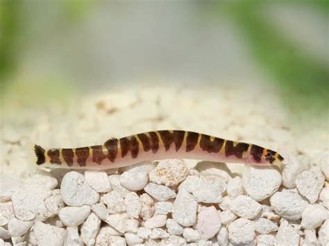 9 Most Popular Types of Loaches | Fishkeeping World