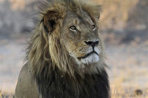 Cecil The Lion | New York Post