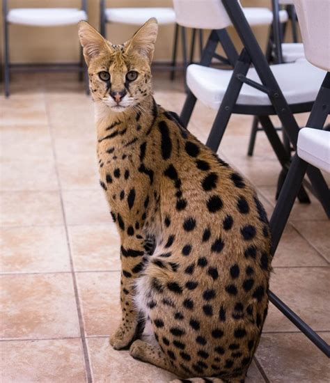 Unclaimed, Unmicrochipped Serval Roaming Around Reading, Pennsylvania ...