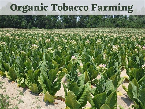 Organic Tobacco Farming: A Complete Cultivation Guide