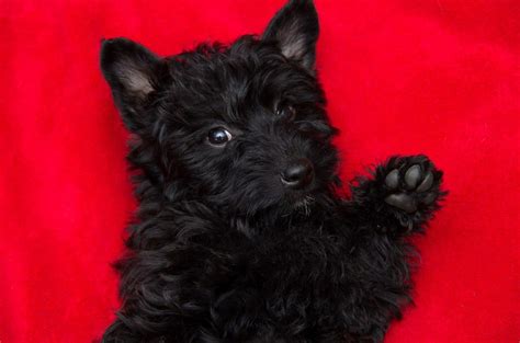 Scottie-Poo Picture Gallery – Acorn Acres Puppies | Scottie, Puppies ...