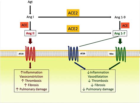 Angiotensin II receptors: Impact for COVID‐19 severity - Aksoy - 2020 ...