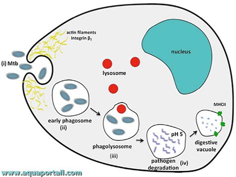 Phagosome : définition et explications