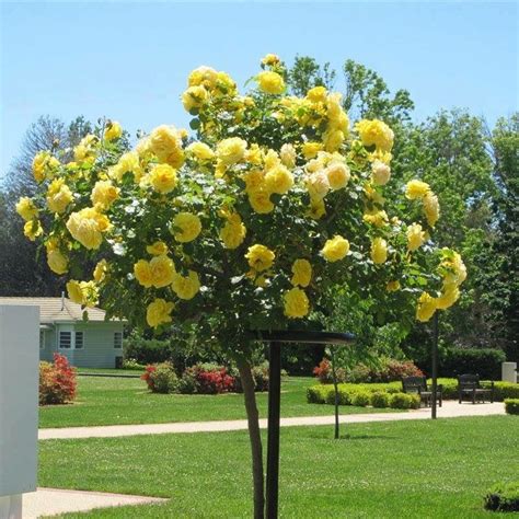 Roses tree ☺️ | Baum, Rosen