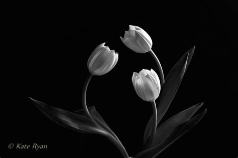 Black & White Tulip Photograph, Floral Artwork, Flower Print, Neutral ...