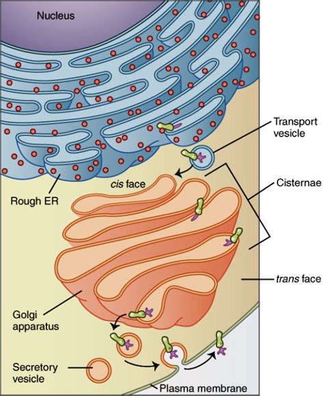 Golgi Apparatus: Structure, Functions and Diagram – StudiousGuy