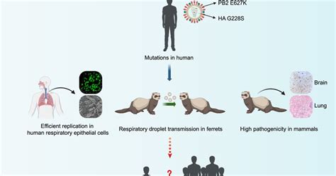 Avian flu undergoing changes that could increase human transmission risk