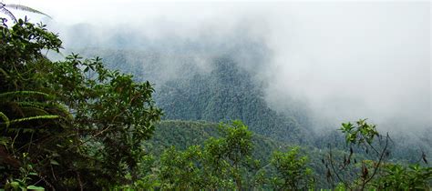 Cloud Forest • Ceiba Foundation