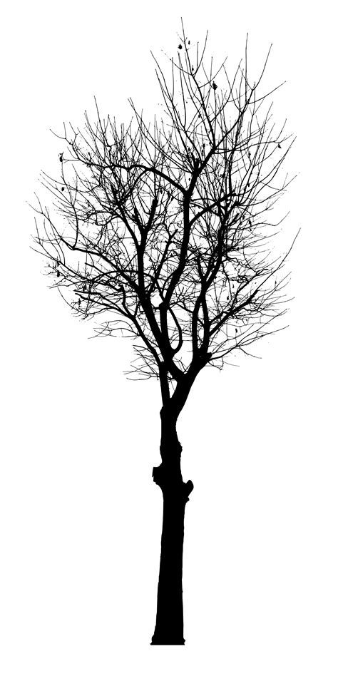 tree silhouette vector png