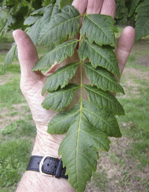 Leaf Pinnate - Tree Guide UK - Tree ID by pinnate leaf