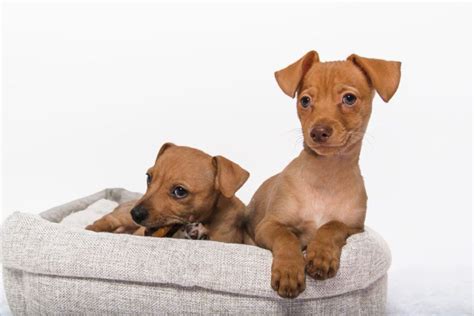 Chiweenie Lifespan: How Long They Typically Live + 6 Common Health ...