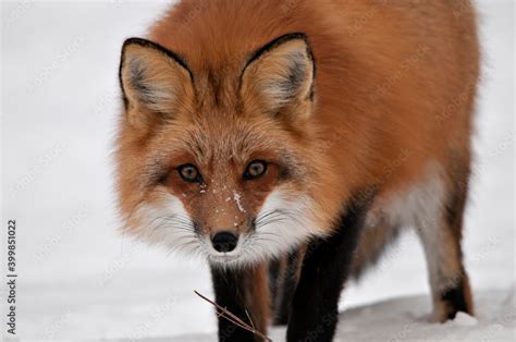 Red Fox Profile