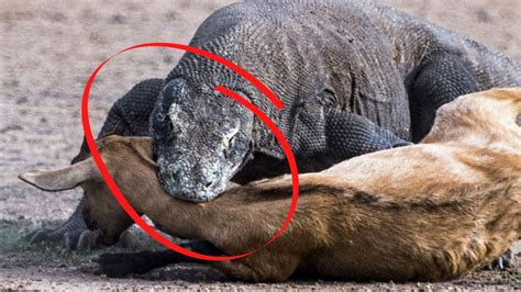 Top amazing Komodo dragon attack | Komodo Attack - YouTube