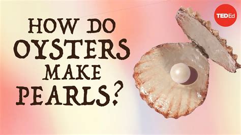 How do oysters make pearls? - Rob Ulrich - YouTube