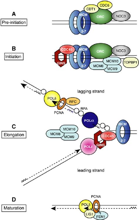 Model depicting the core eukaryotic DNA replication machinery from ...