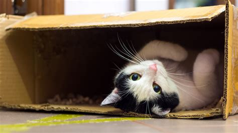 Why do cats love boxes so much? | Live Science