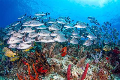 A guide to diving in Cozumel and beyond | ZuBlu