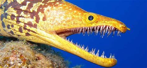 Moray Eel Bite: Poisonous? | Tropical Fish Hobbyist Magazine