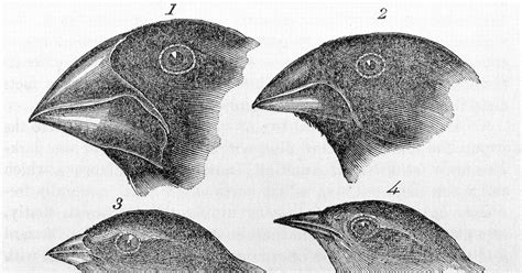 Are Galápagos Finches “Evolution in Action”? | Evolution News