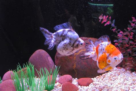 Ryukin Goldfish: Care, Diet, Tank Setup, & More!