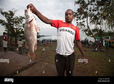 Nile perch lake victoria hi-res stock photography and images - Alamy