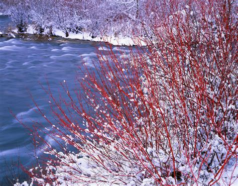 red-osier-dogwood-in-winter along the Middle Deschutes River - Mike ...