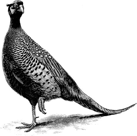 Pheasant | ClipArt ETC