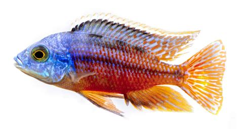 Red Empress Cichlid (Protomelas Taeniolatus): Ultimate Care Guide ...