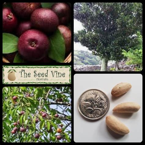 Garcinia indica - Kokum Tree - The Seed Vine