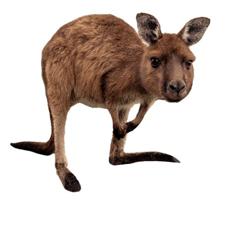 Kangaroo Wallaby PNG Image | PNG Mart