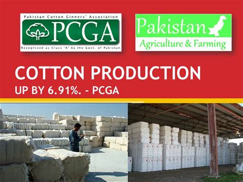 Cotton Production up by 6.91% During 2012-13 PakAgriFarming PakAgriFarming