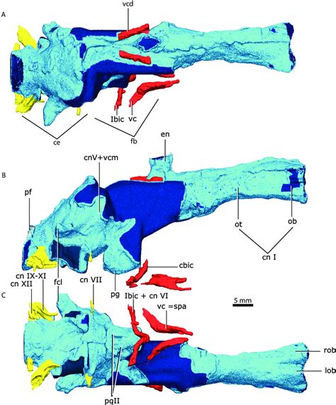 Brain endocast in dorsal (A), lateral (B), ventral (C) views. Parts in ...