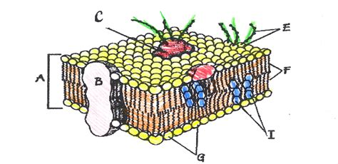 Cell Membrane Coloring Diagram | Quizlet