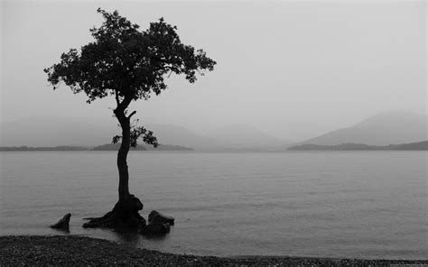 Lonely Tree by the Lake - Black & White HD Wallpaper