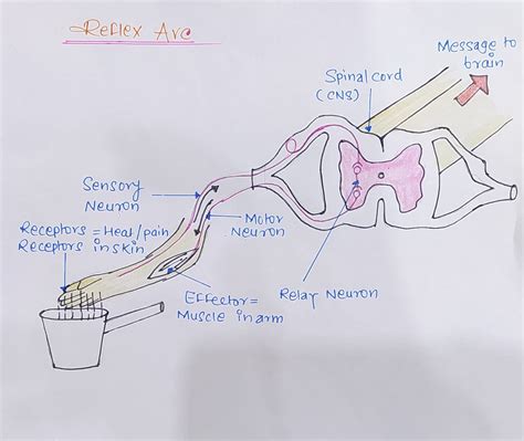 Labelled diagram of Reflex Arc