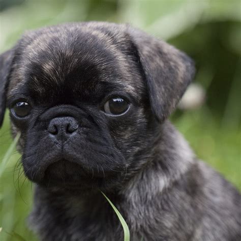 Brindle Pugs: The Beautiful, Rare And Elusive | Kooky Pugs