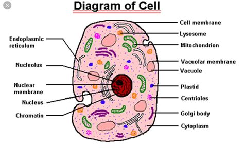 Organelles of a Cell | Other Quiz - Quizizz