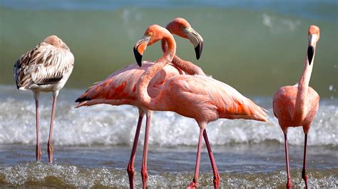 What are American flamingos, why were they in Wisconsin?