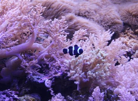 Clownfish - breeding-form - ZooChat