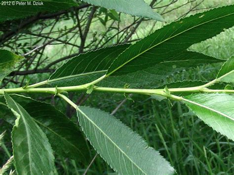 Salix nigra (Black Willow): Minnesota Wildflowers