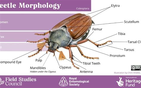 Insect morphology infographics - Insect Week