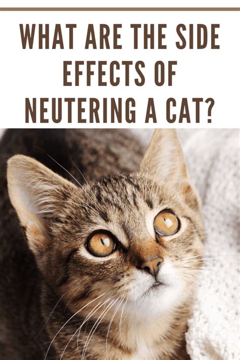 What are the Side Effects of Neutering a Cat? • Mommy's Memorandum