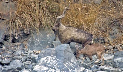 Markhor trophy hunting, conservation efforts go side by side | Arab News PK