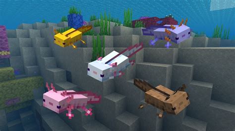 How Do You Get An Axolotl In A Bucket In Minecraft Bedrock at Chad ...