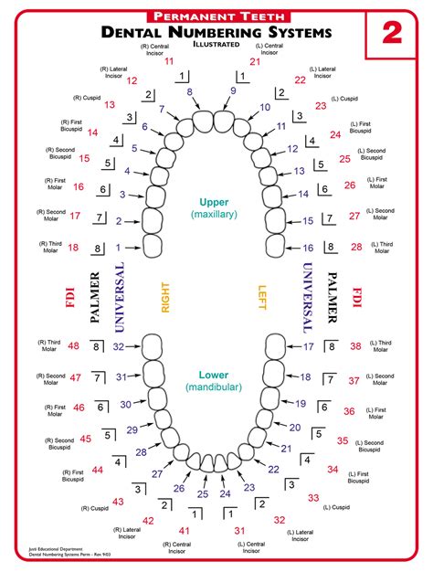 A Guide to Understanding Dental Lingo - from 123Dentist