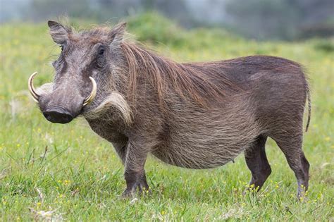 Warthog - Natural History on the Net