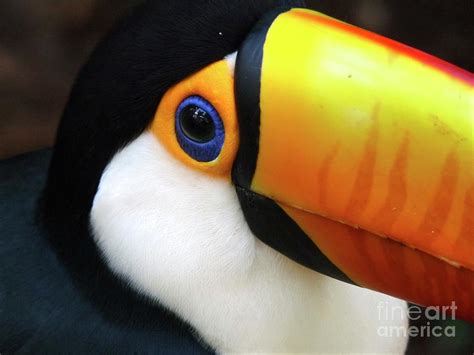 Toucan Close-Up Photograph by Annika Leichtweiss