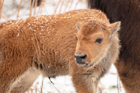 Bison Calf Free Stock Photo - Public Domain Pictures