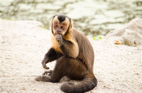 Brown monkey eating while sitting on gray ground during daytime HD ...